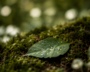 Groen blad met dauwdruppels, beeld bij een duurzame en milieubewuste uitvaart
